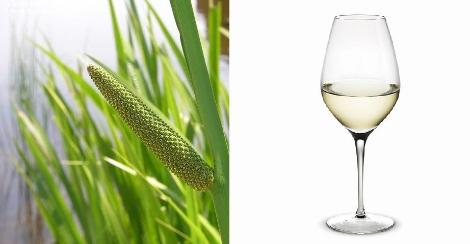 Ce puteți trata cu vin de obligeană