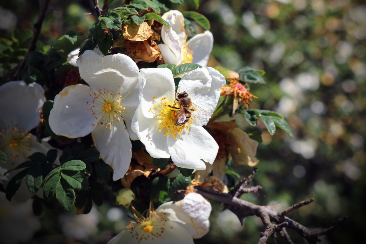 Ce vrei să fii, muscă sau albină?
