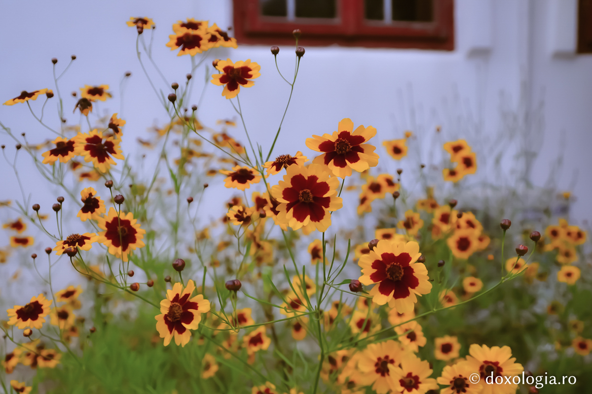 „Lupta duhovnicească se aseamănă cu efortul de cultivare a grădinii”
