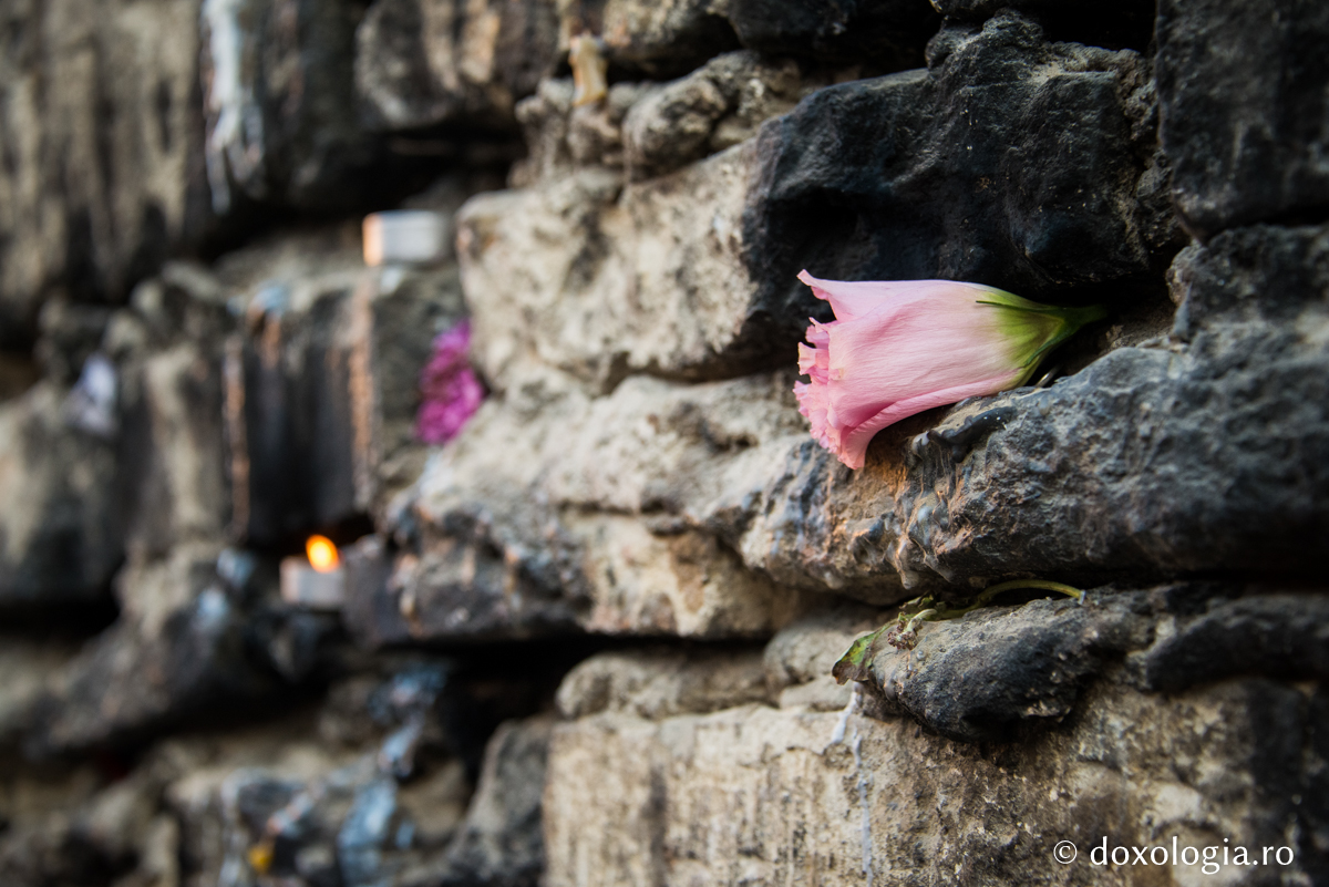 floare așezată în zid