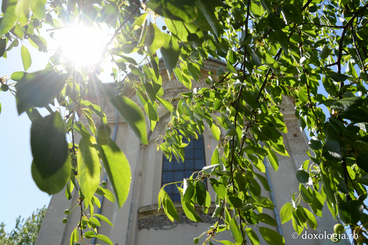 Să ne construim casa pe care nimic n-o poate dărâma / Foto: Ștefan Cojocariu soare printre crengi