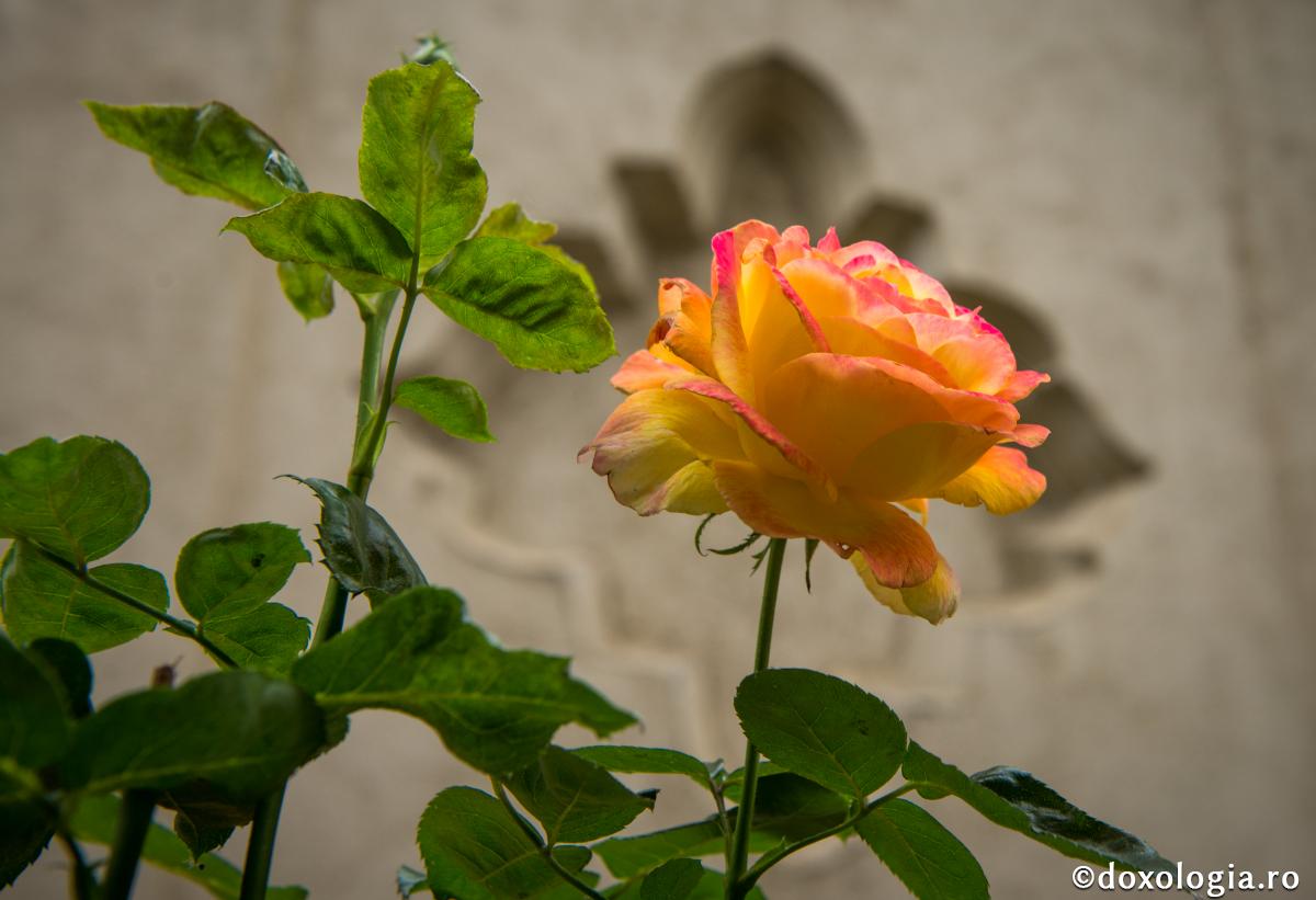 Meritele omului sunt parfumuri