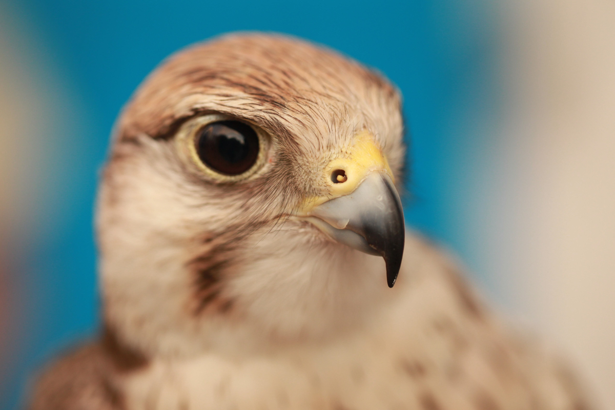 Pilda șoimului și a ciorii