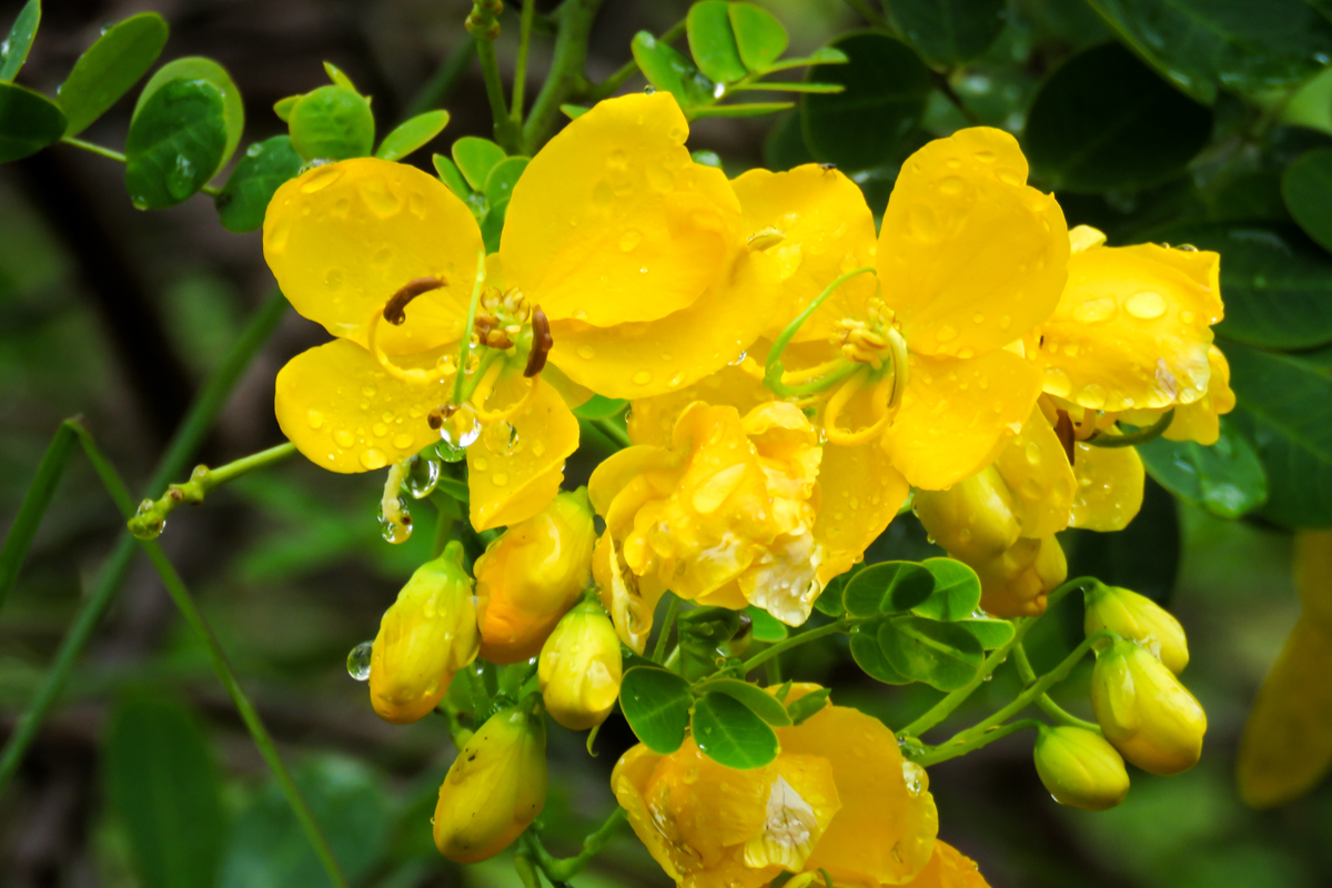 Să înfrumusețăm sufletele noastre!