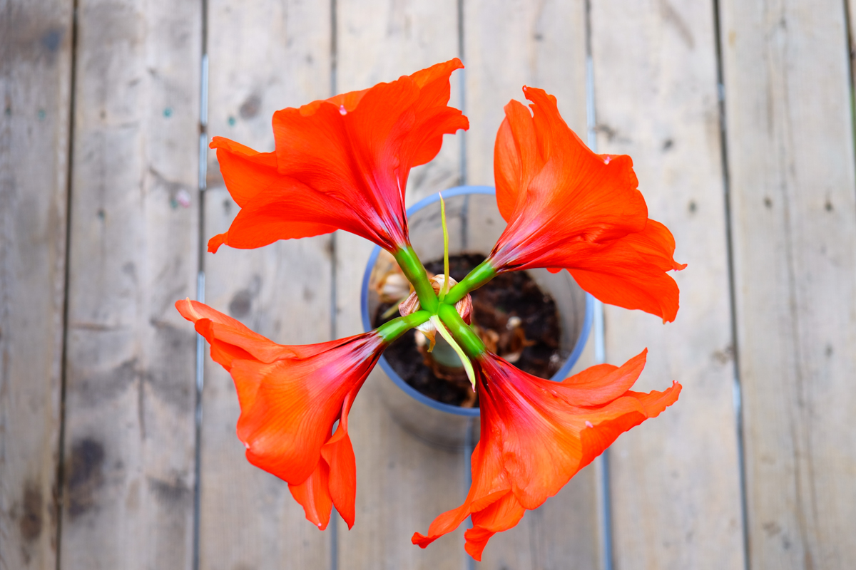 Iubirea este dincolo de împătimire
