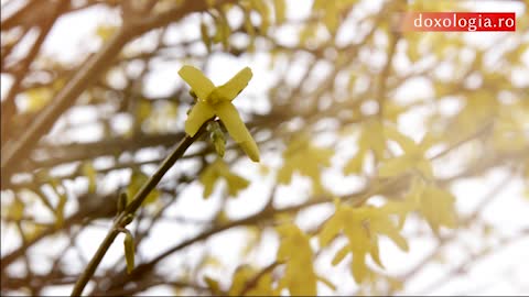 „Întâmpină-L pe Hristos în Ierusalimul inimii tale!”