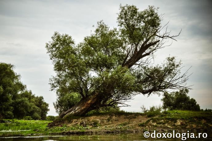 Orice s-ar întâmpla, mă opresc în acest punct