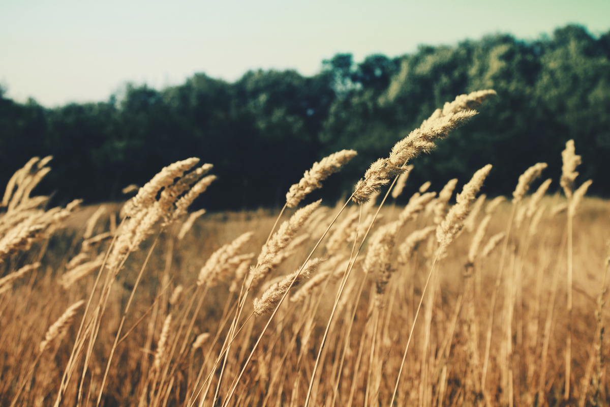 Parabola seminței care trebuie să moară pentru a rodi