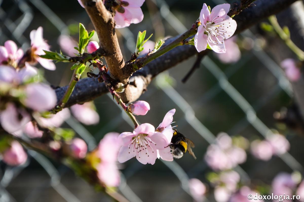 Să miroşi mai frumos decât o floare!