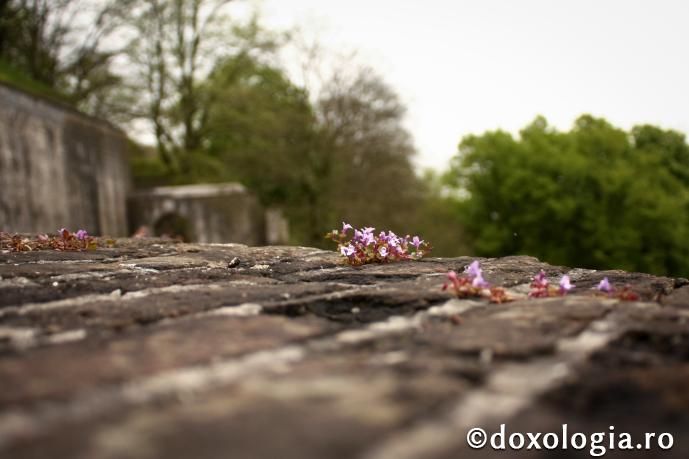 Debandada lăuntrică