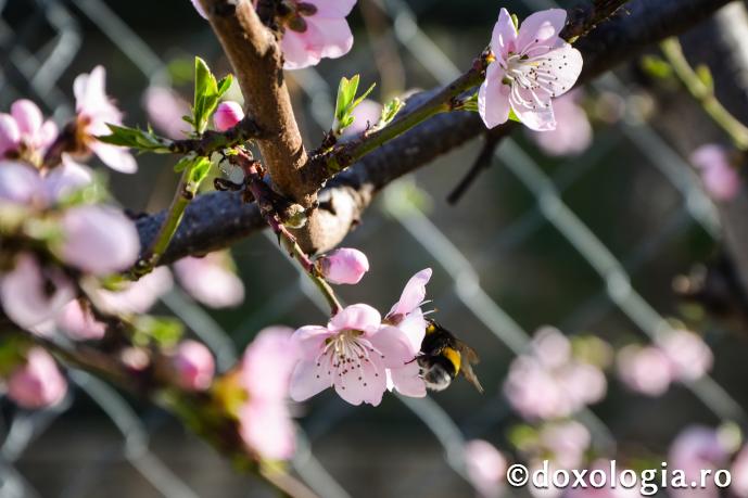 Duhul Sfânt pleacă când simte mirosul respingător al gândurilor ruşinoase