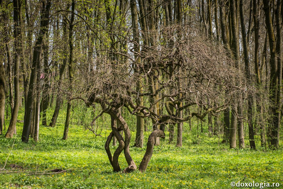Pildă de ascultare deplină
