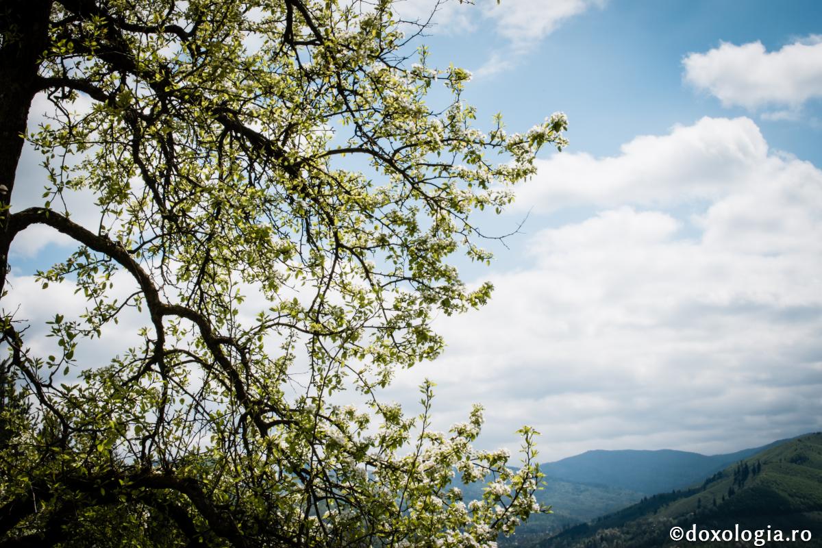 Tânguirea de prisos