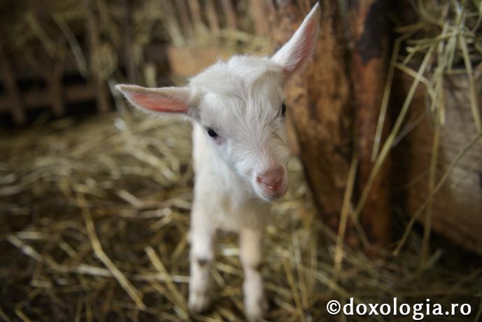 Animalele cunosc pe Dumnezeu?