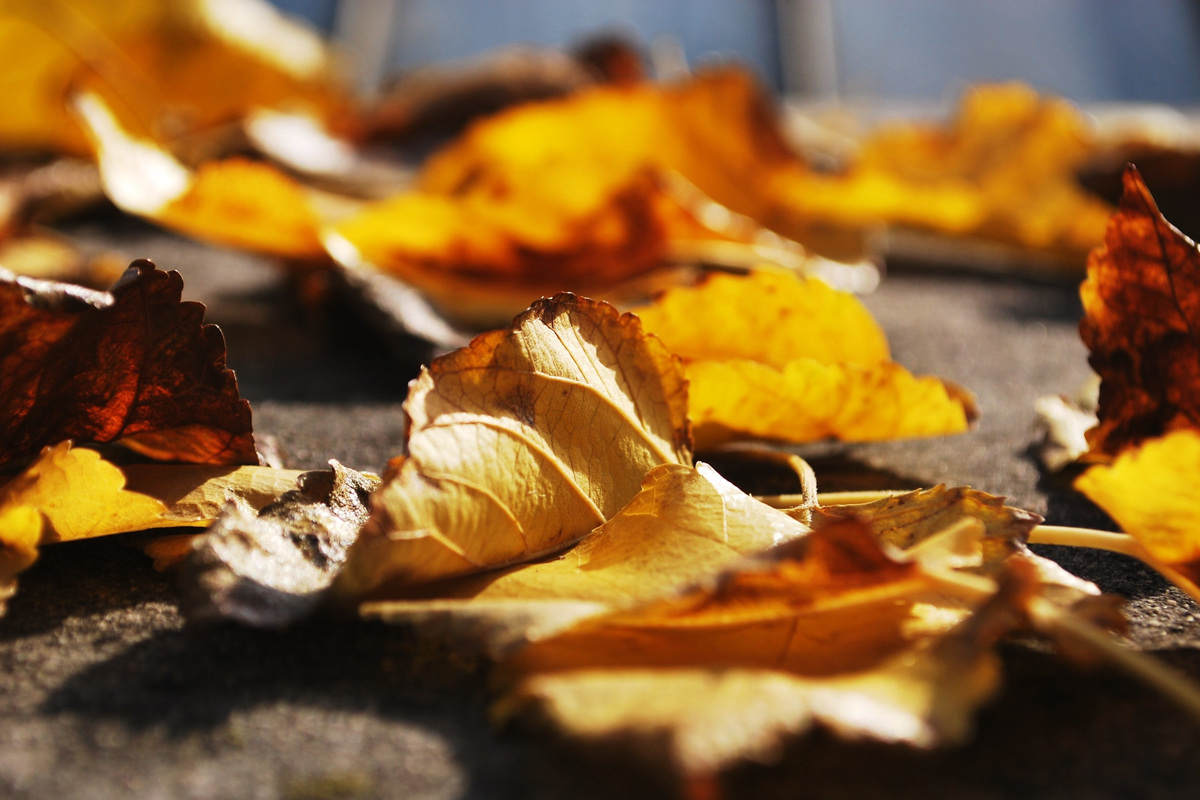 Adunarea din împrăştiere