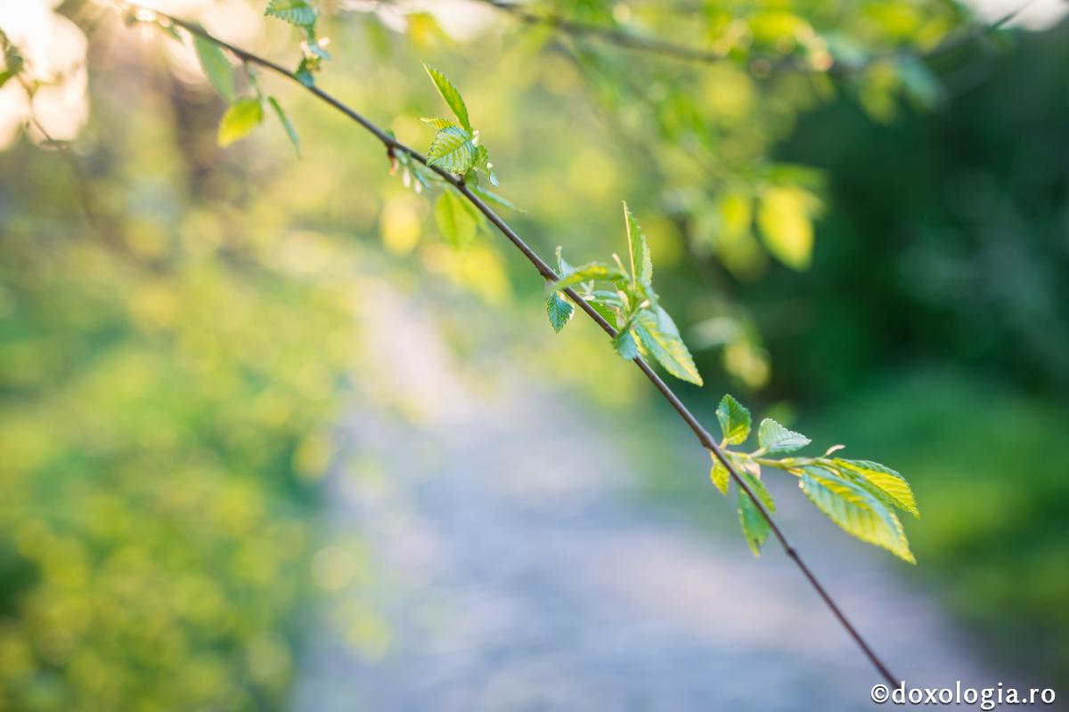 Rugăciunea îl eliberează pe om / Foto: Oana Nechifor ramură verde