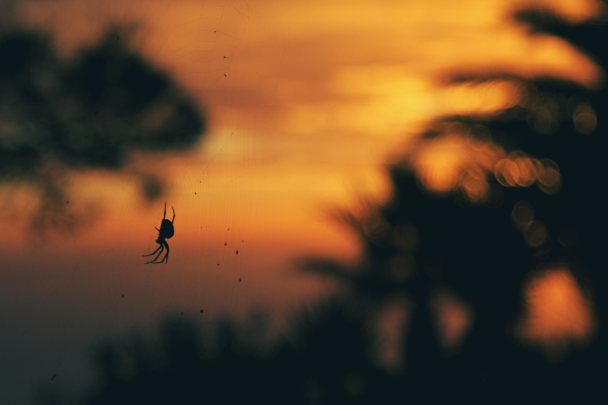 Mândria manipulează prin vorbe mari şi multe