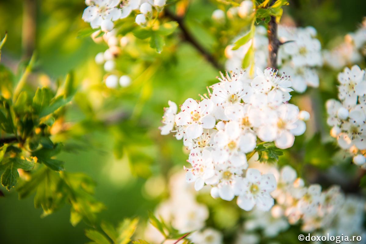Întâlnirea părintelui Cleopa cu fraţii săi plecaţi la Domnul