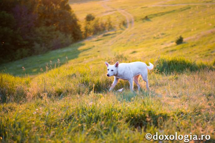 Ispitele sunt precum câinii
