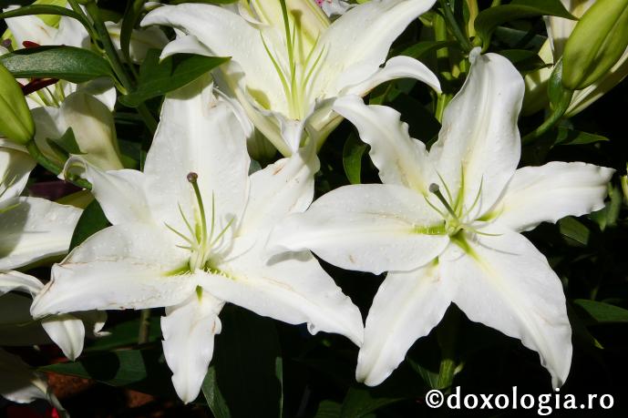 Frumusețea crinului