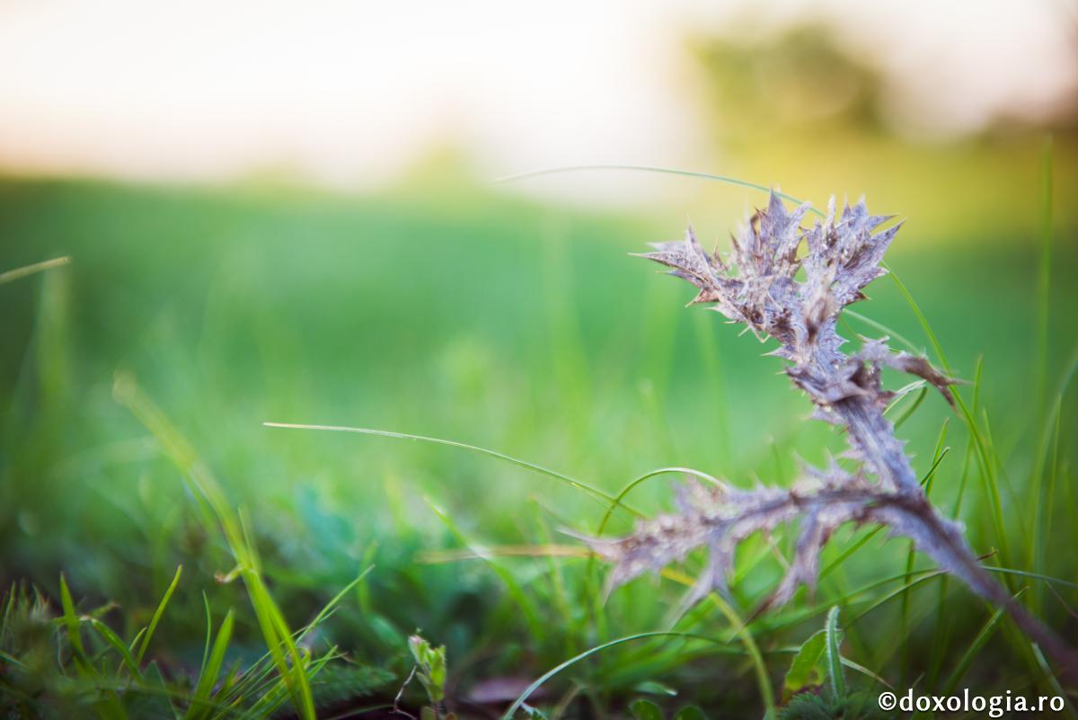 Sunt, oare, ierburi care vindecă de păcate?