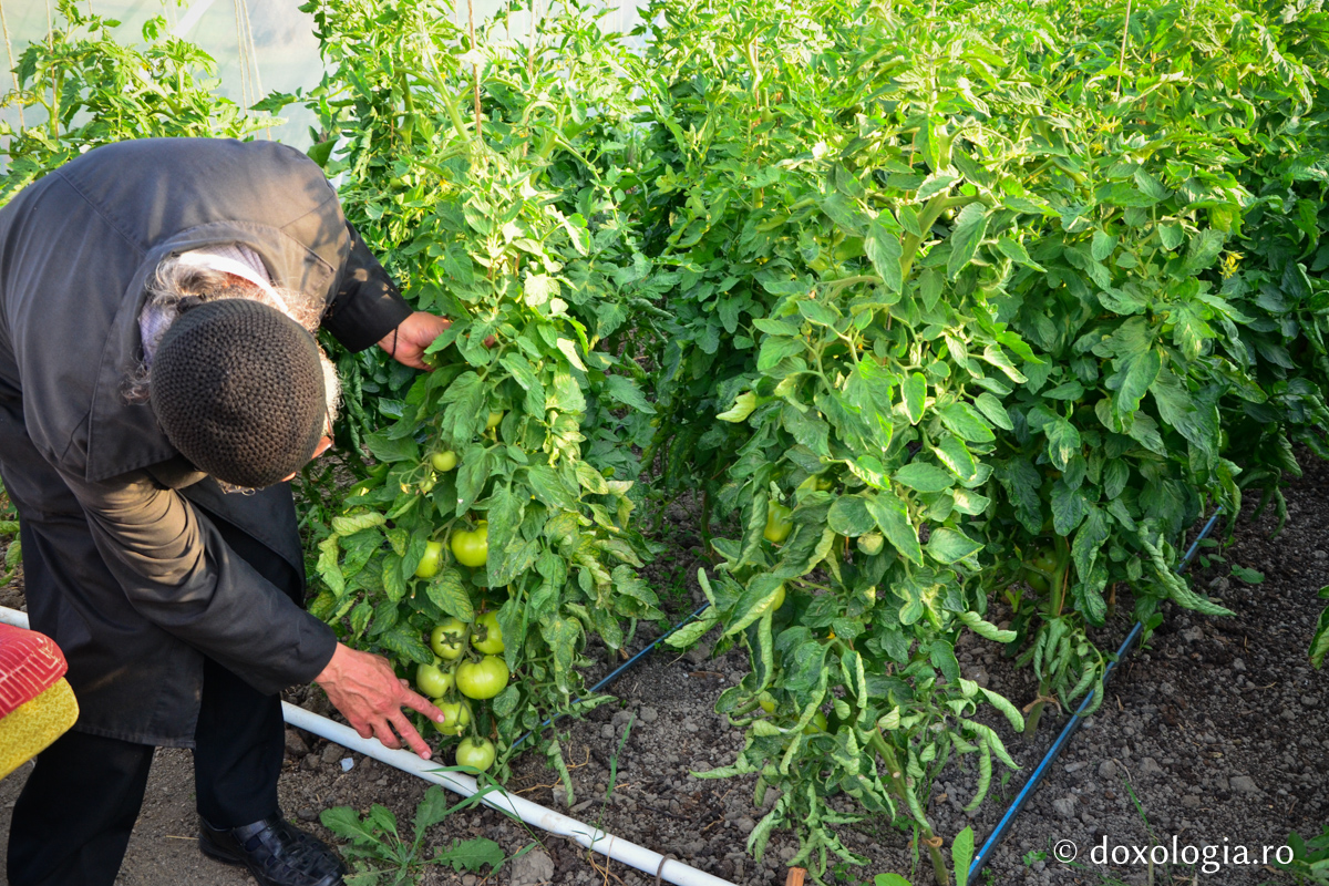 Activitatea în solariile Mănăstirii Pângărați