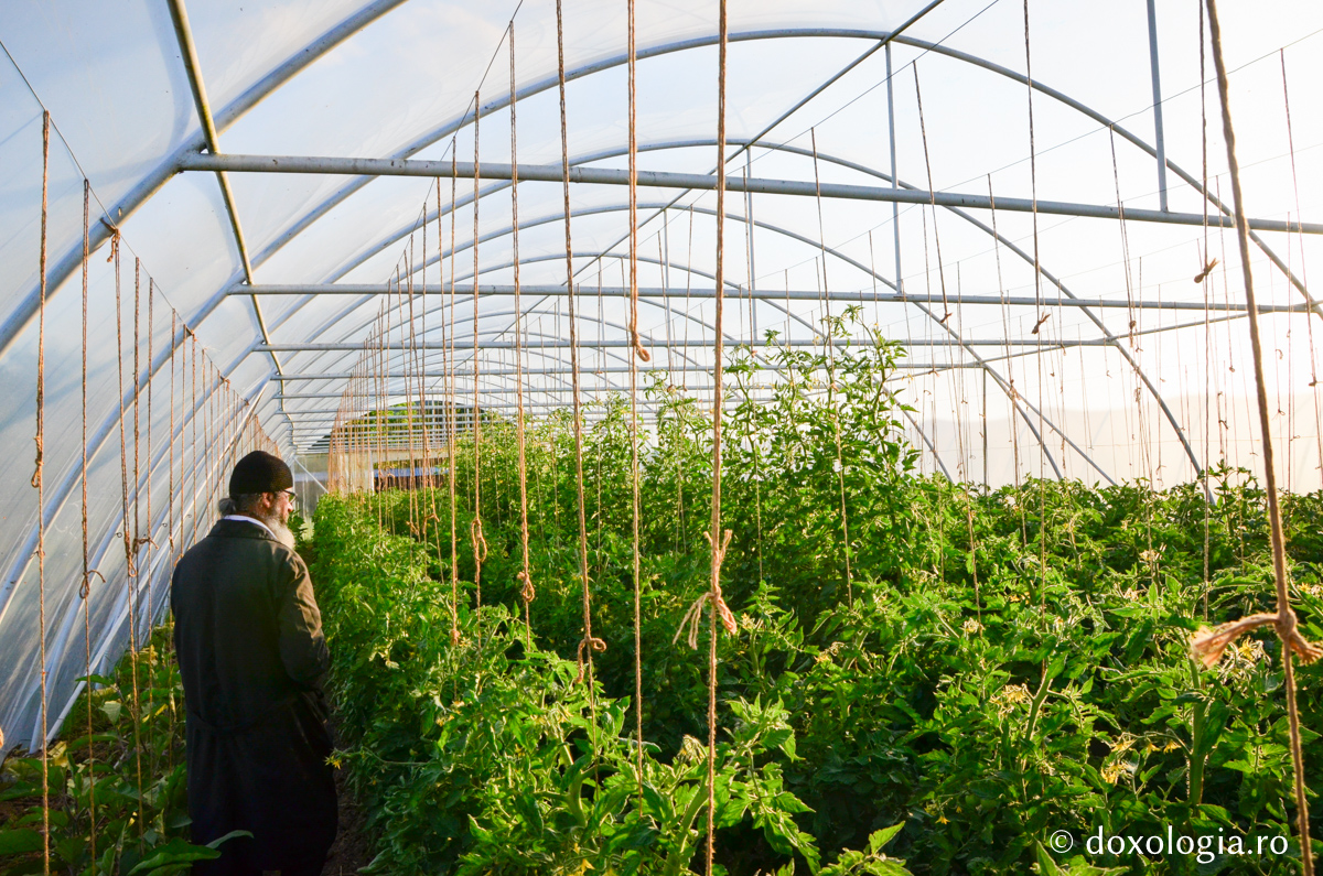 Activitatea în solariile Mănăstirii Pângărați