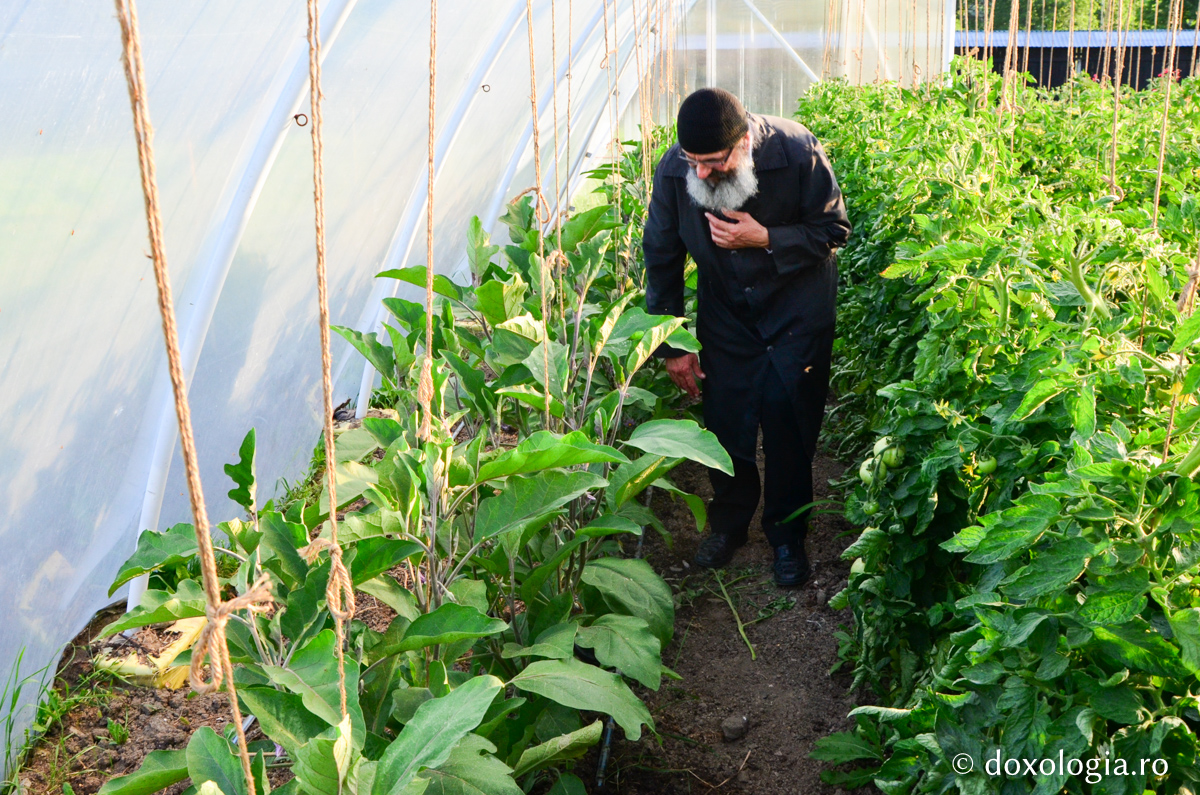 Activitatea în solariile Mănăstirii Pângărați