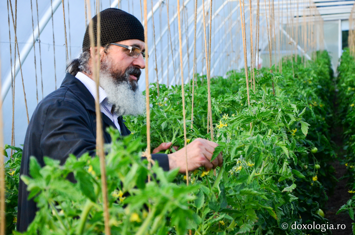 Activitatea în solariile Mănăstirii Pângărați