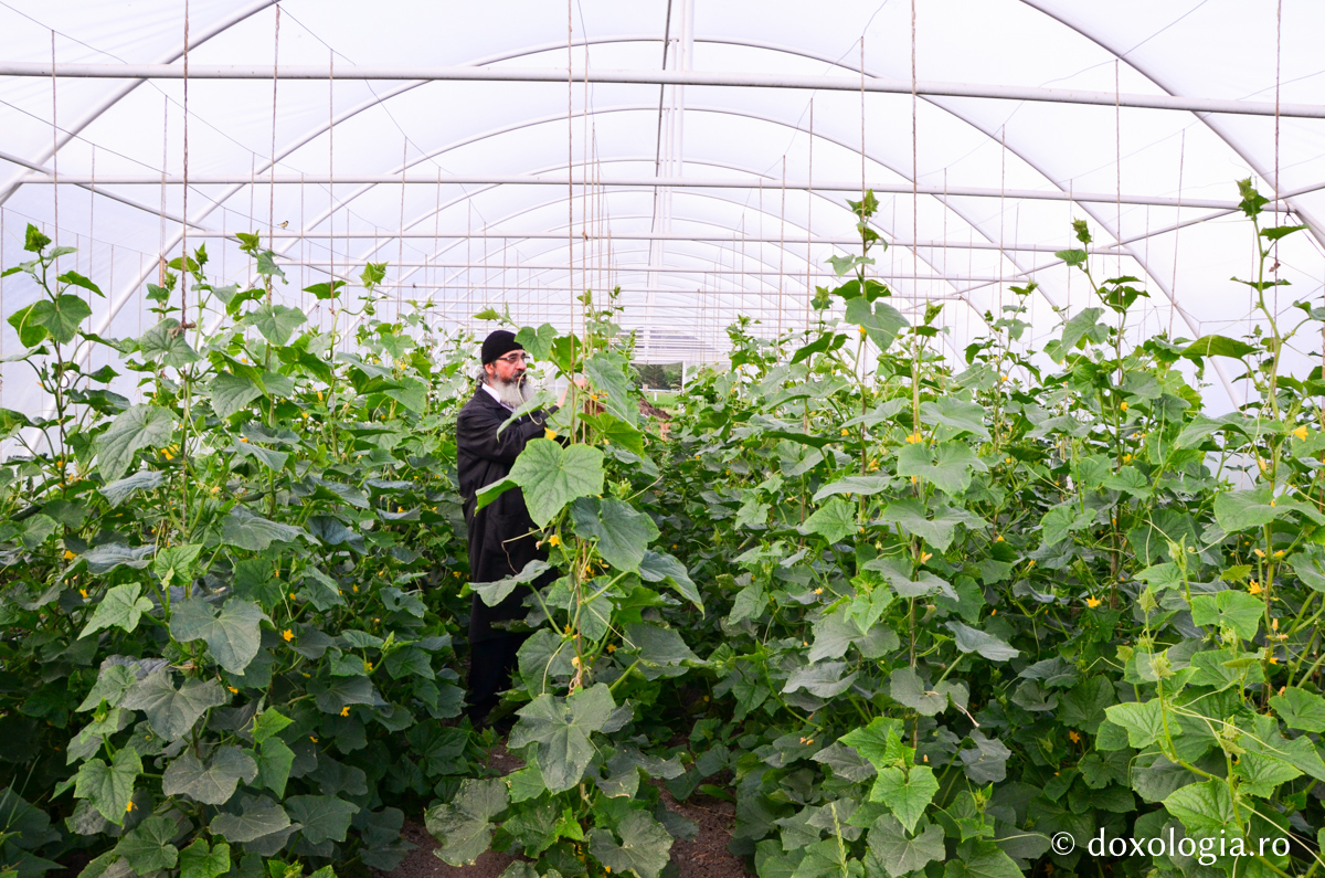 Activitatea în solariile Mănăstirii Pângărați