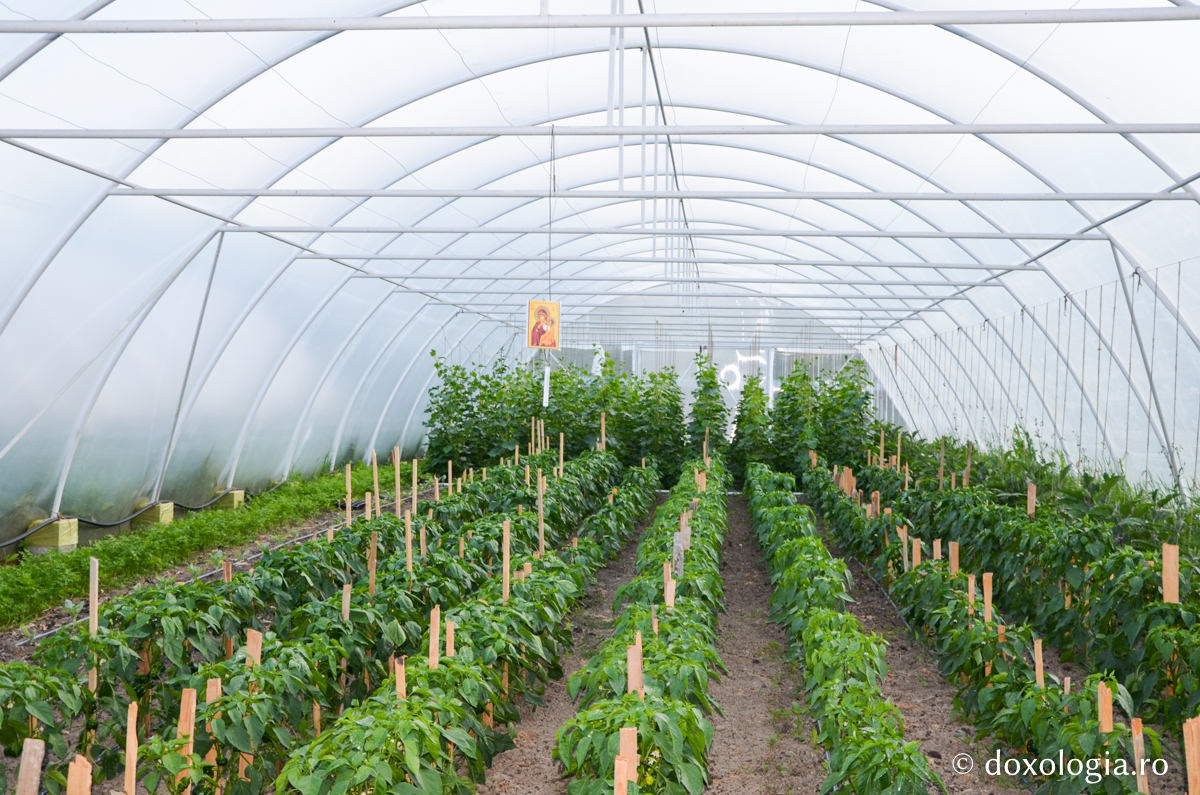 Activitatea în solariile Mănăstirii Pângărați