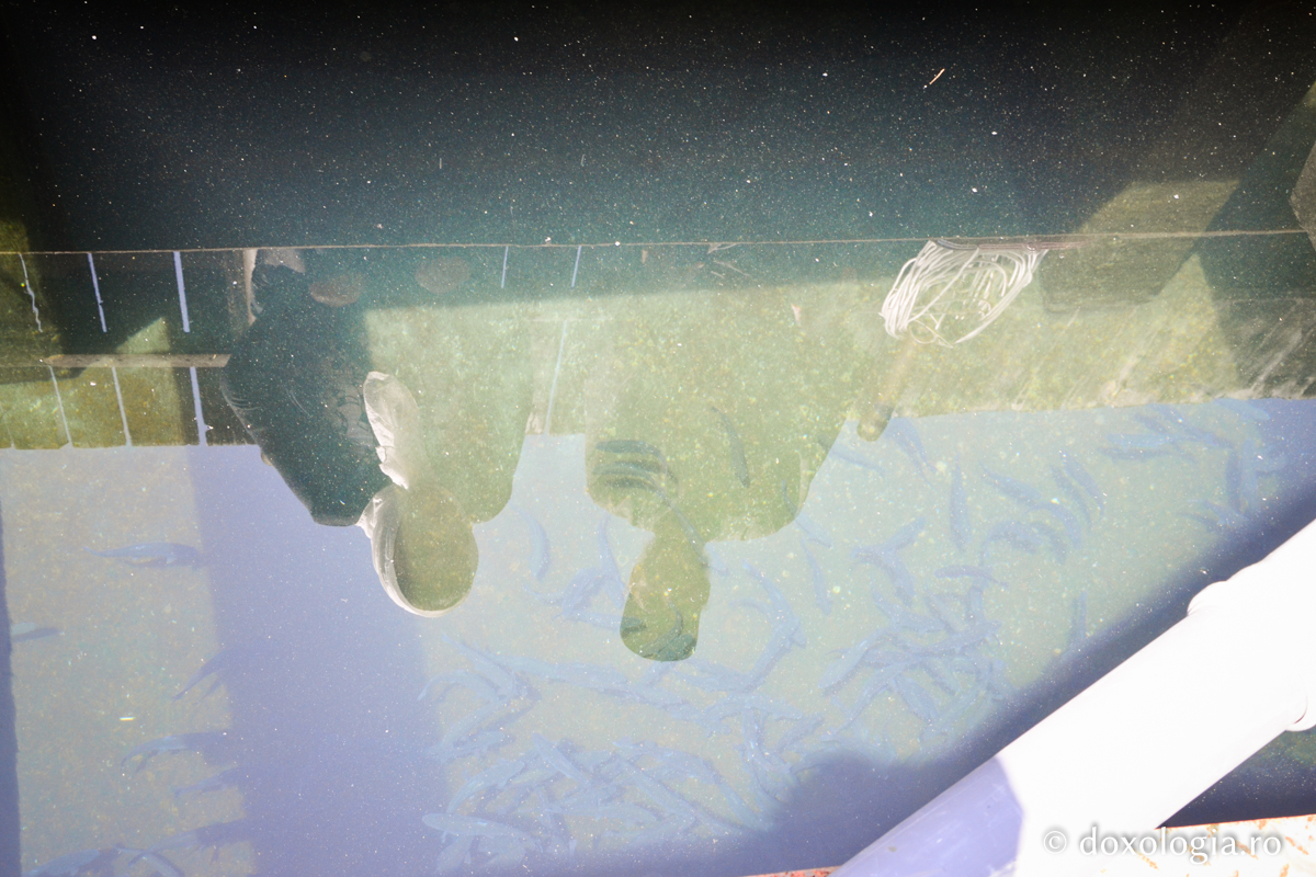 Cum se cresc păstrăvii la mănăstire