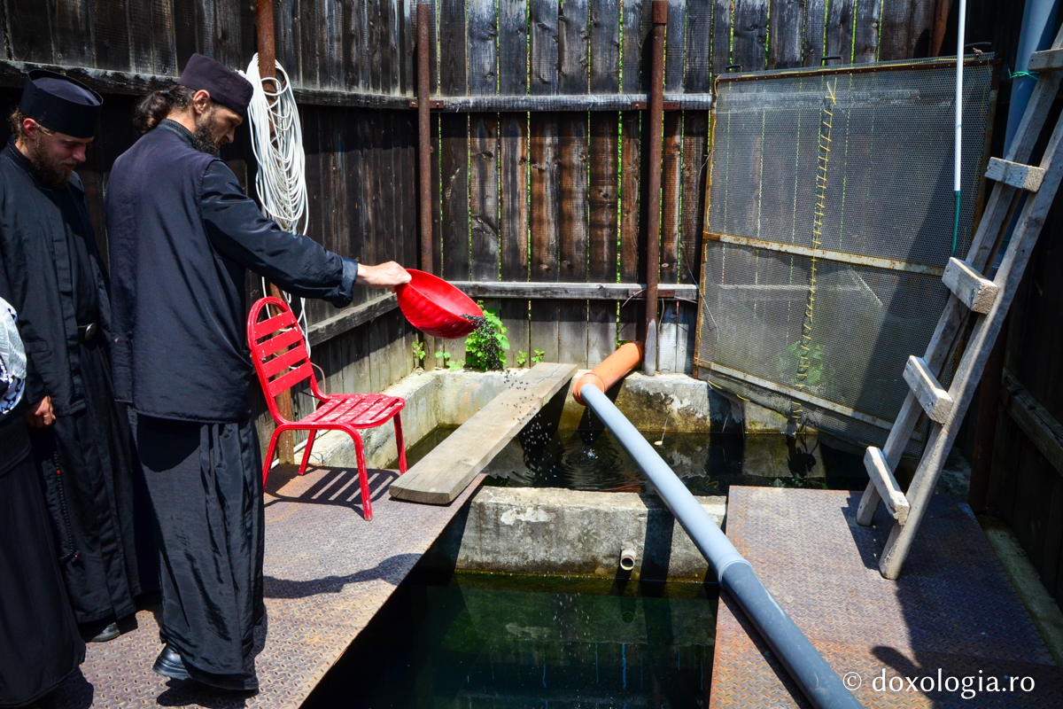 călugăr hrănind peștii