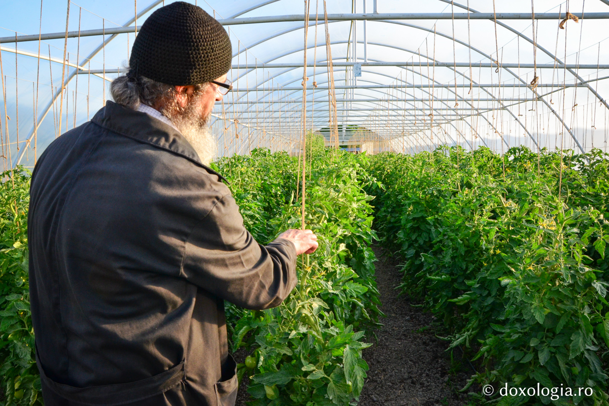 Activitatea în solariile Mănăstirii Pângărați