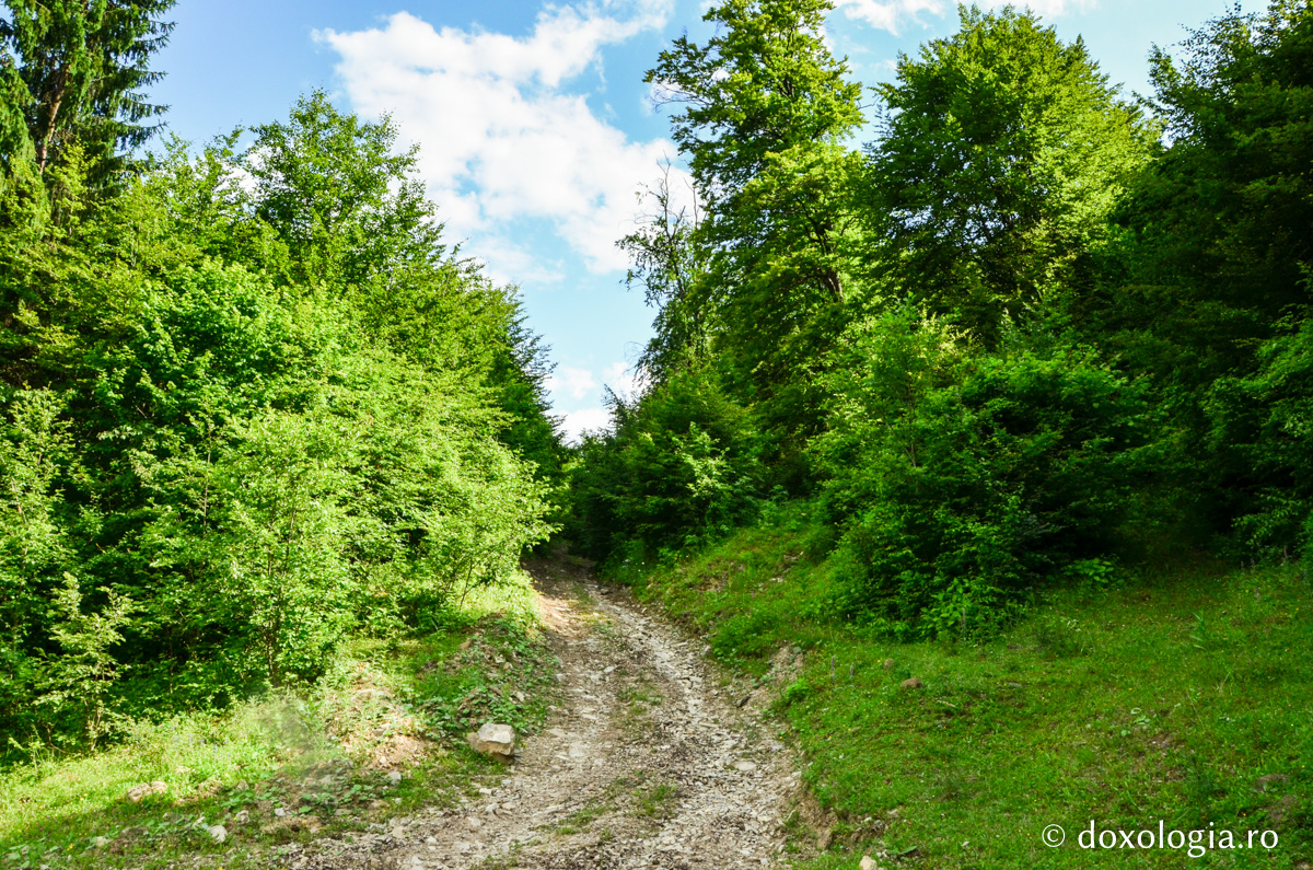 În drum spre locul de nevoință al vechilor pustnici de la Pângărați / Foto: Maria Burlă drum spre locul de nevoință al vechilor pustnici de la Pângărați