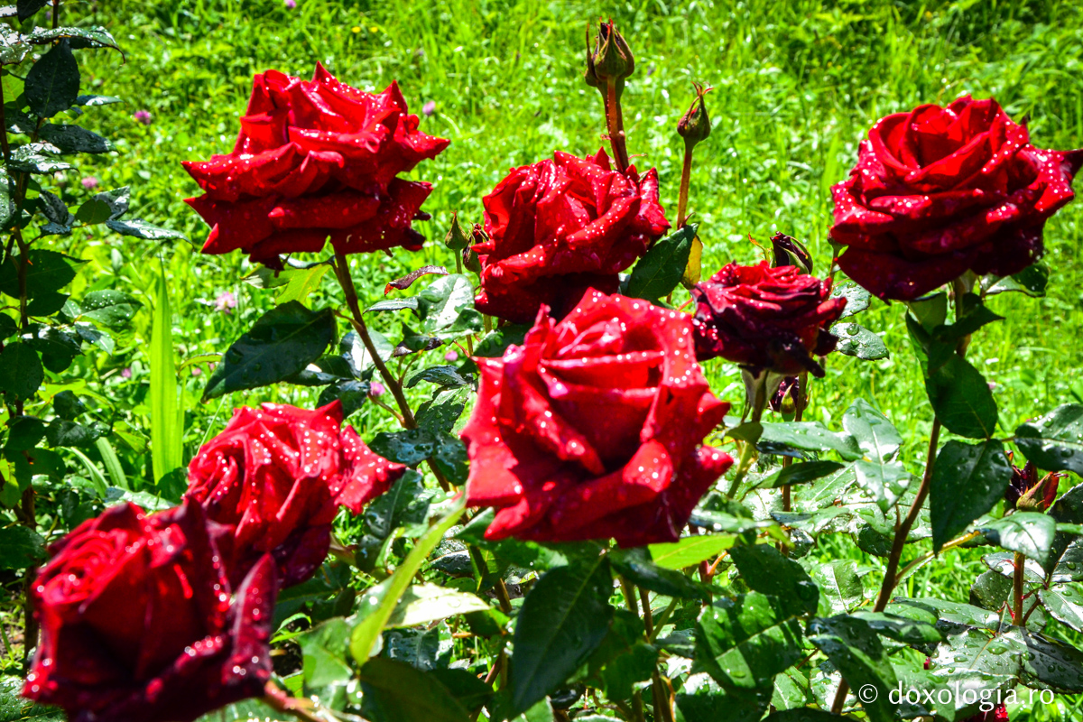 Mănăstirea Pângărați