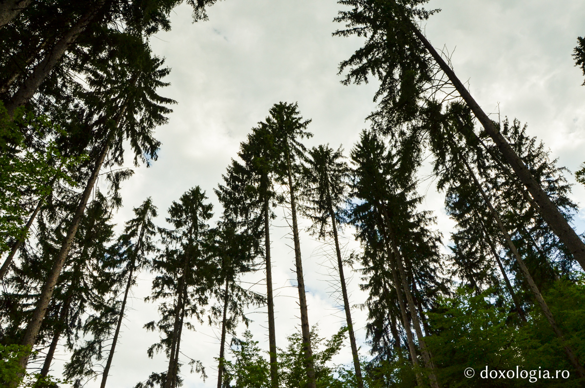 „Viaţa creştinului este o moarte de fiecare clipă pentru lumea aceasta”