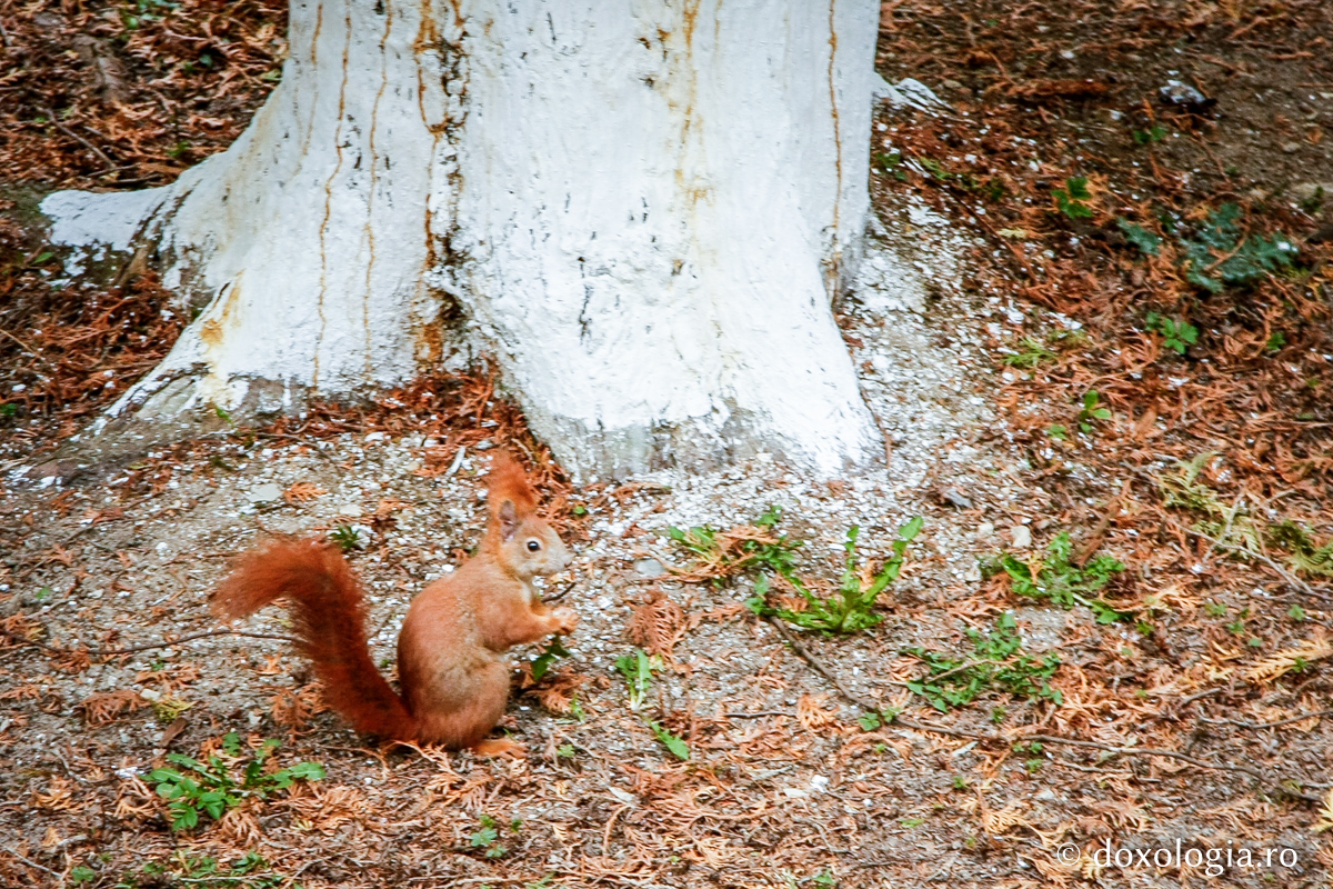 Să mă bucur în suferinţele mele?