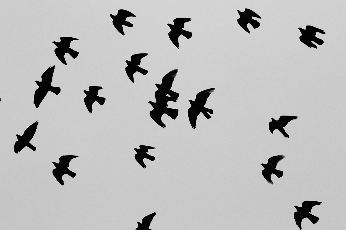 Adormirea în Domnul a Sfântului Ioan Iacob Hozevitul şi păsările venite la înmormântare