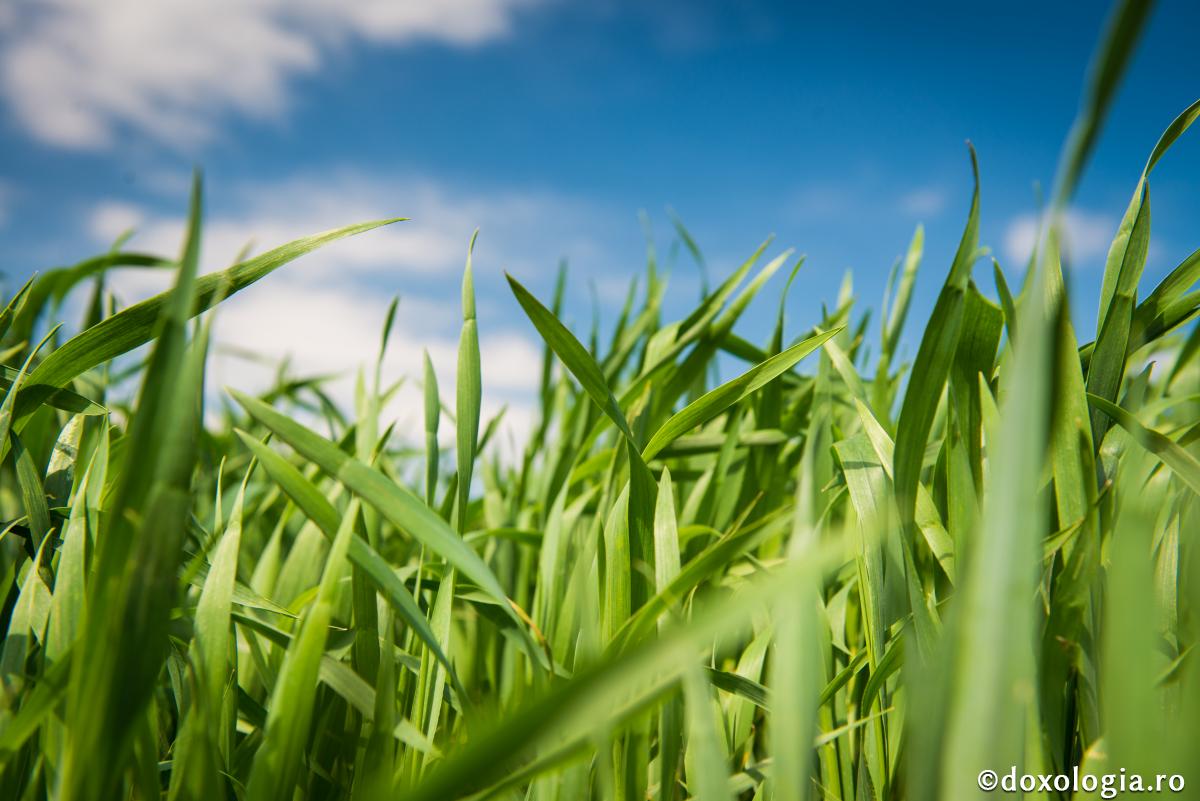 Doi știuleți de porumb