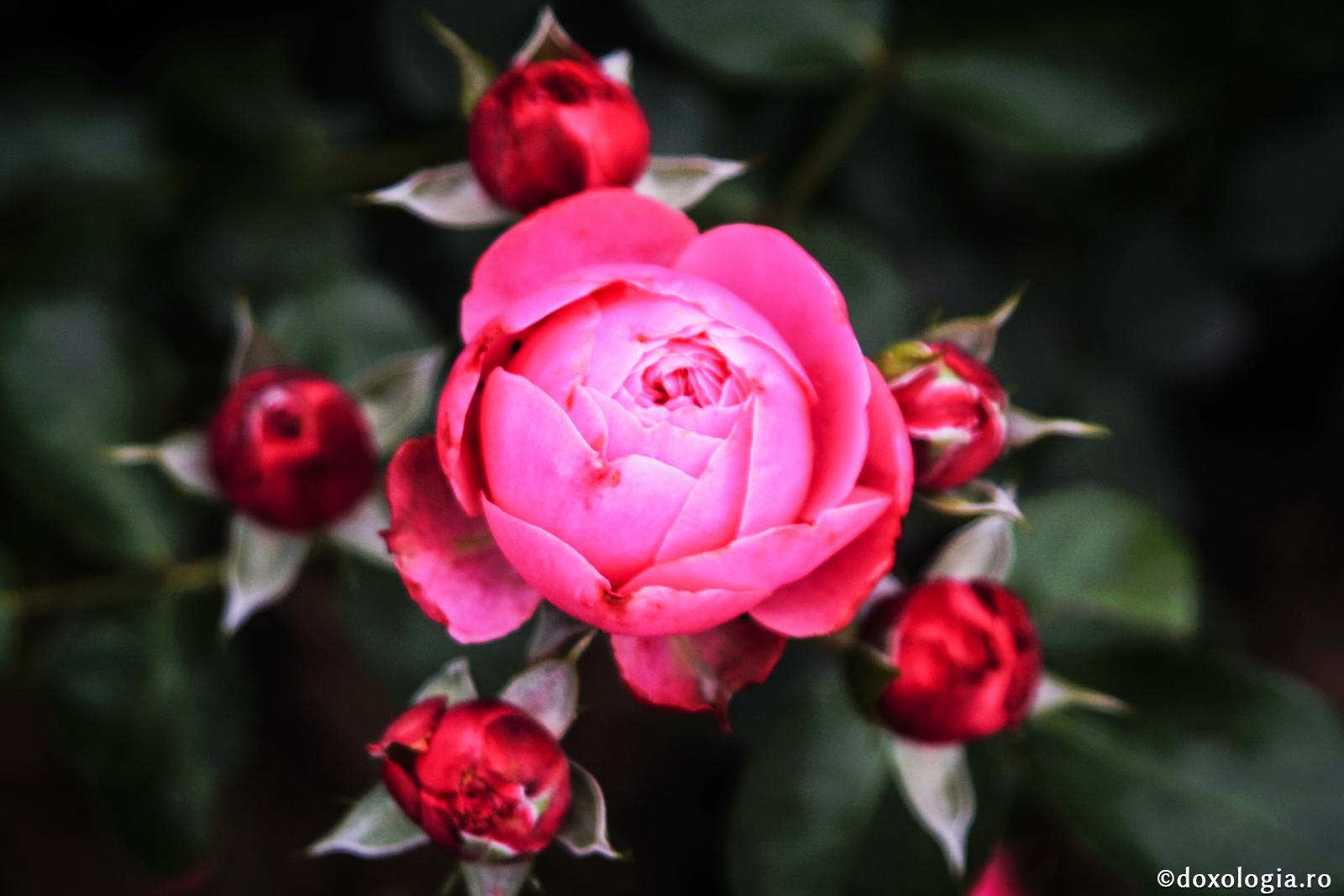 Viața noastră înflorește atunci când o ancorăm în Dumnezeu