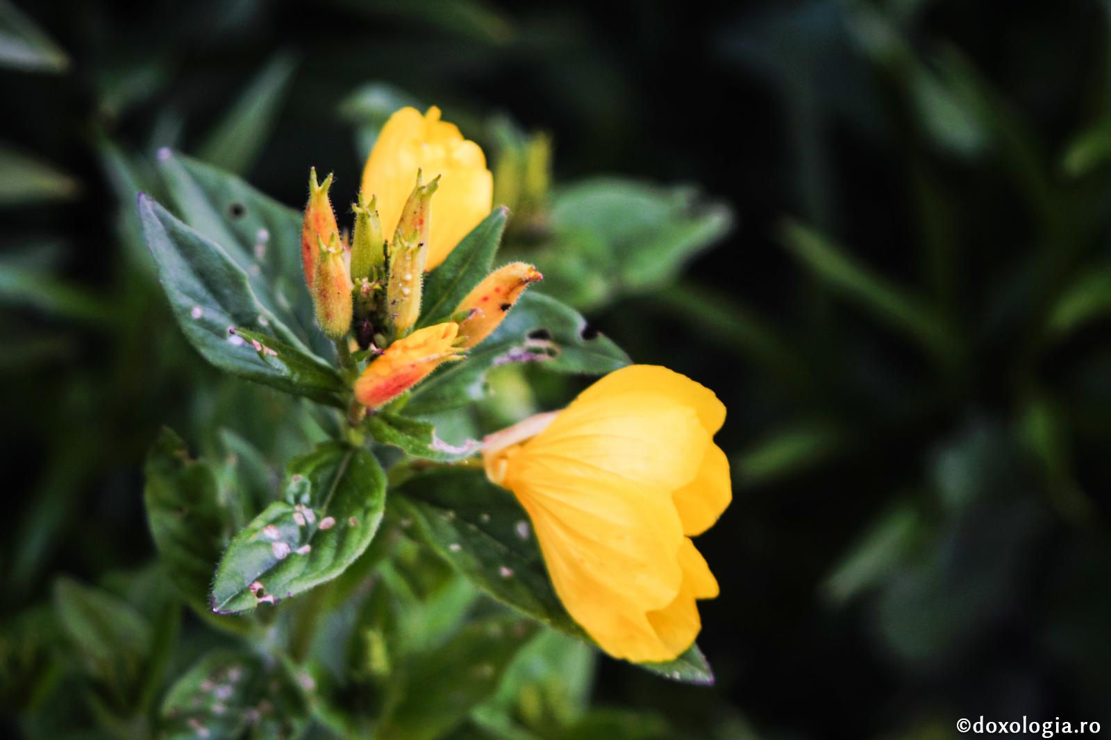 De ce suntem puşi mereu pe ceartă?