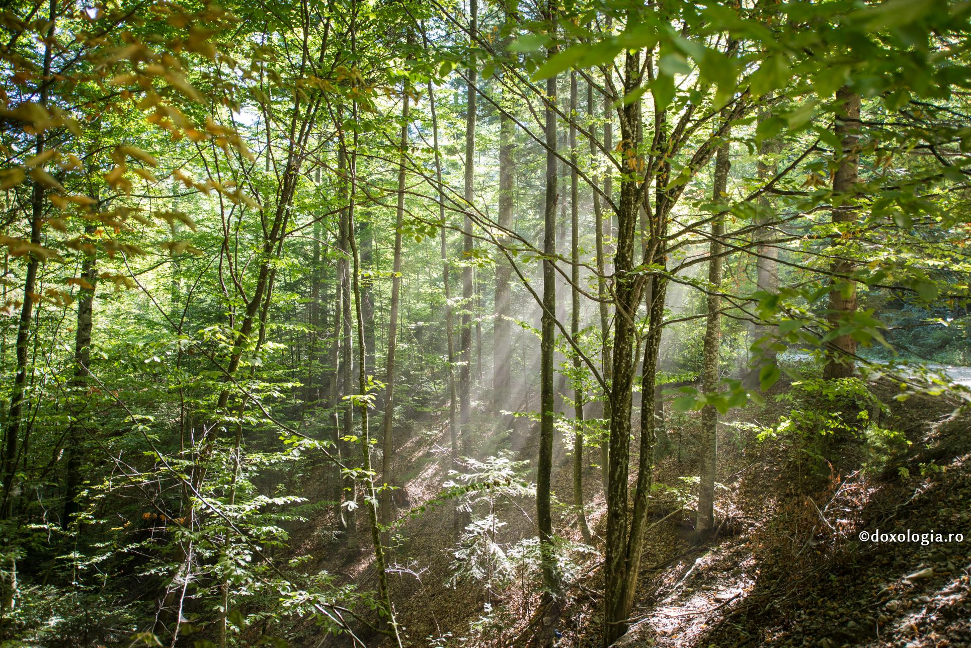 raze de soare în pădure
