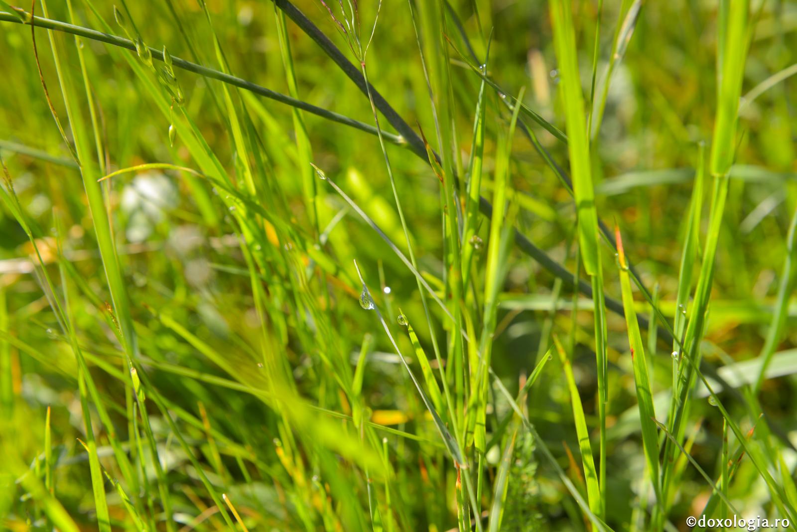 Soarele se zugrăveşte pe de-a-ntregul în fiecare picătură de rouă smerită