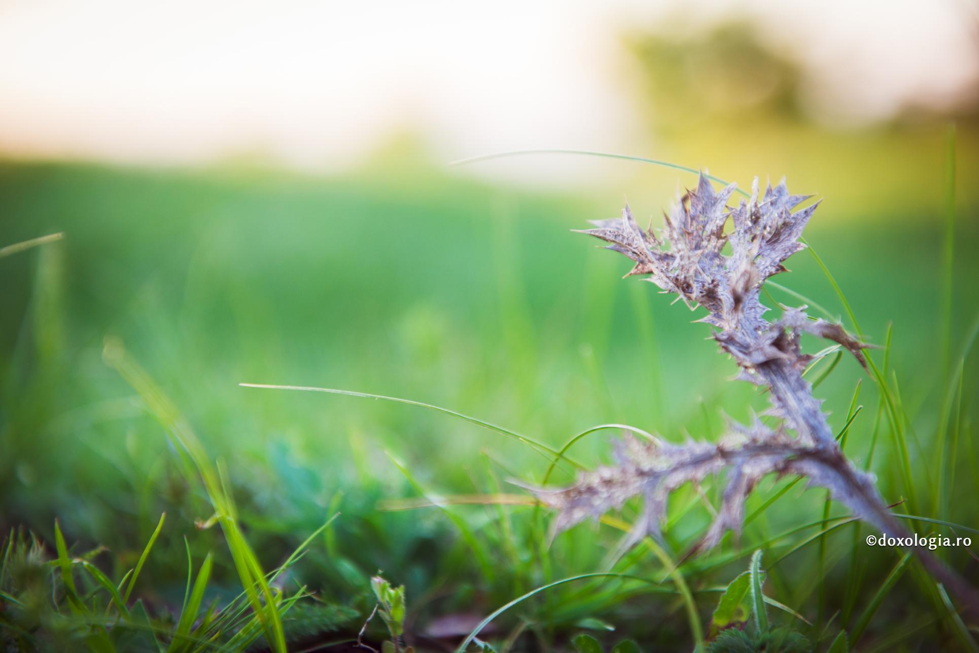 Cine nu-și poate stăpâni mânia se află în pericol