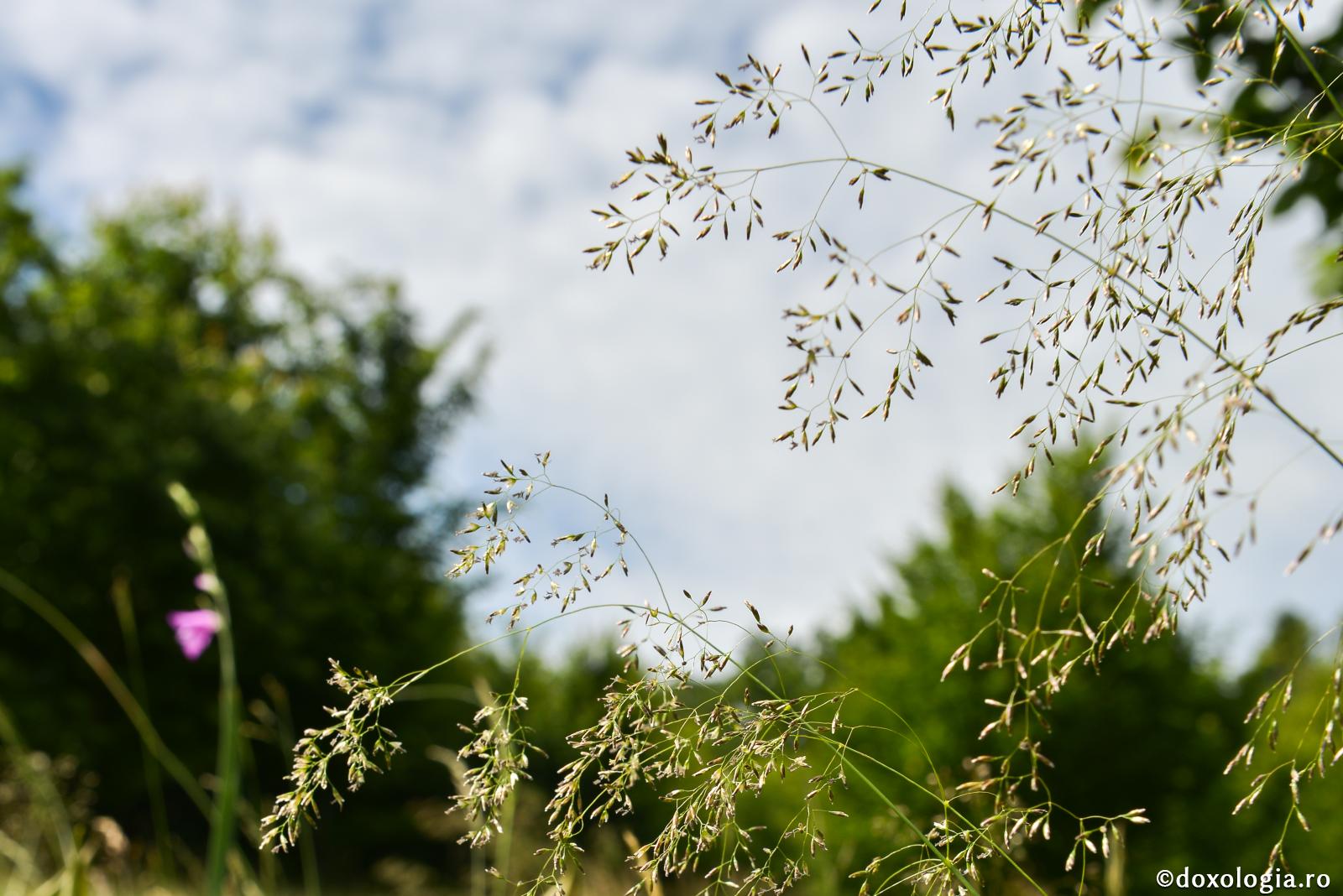 Despre bunătatea lui Dumnezeu