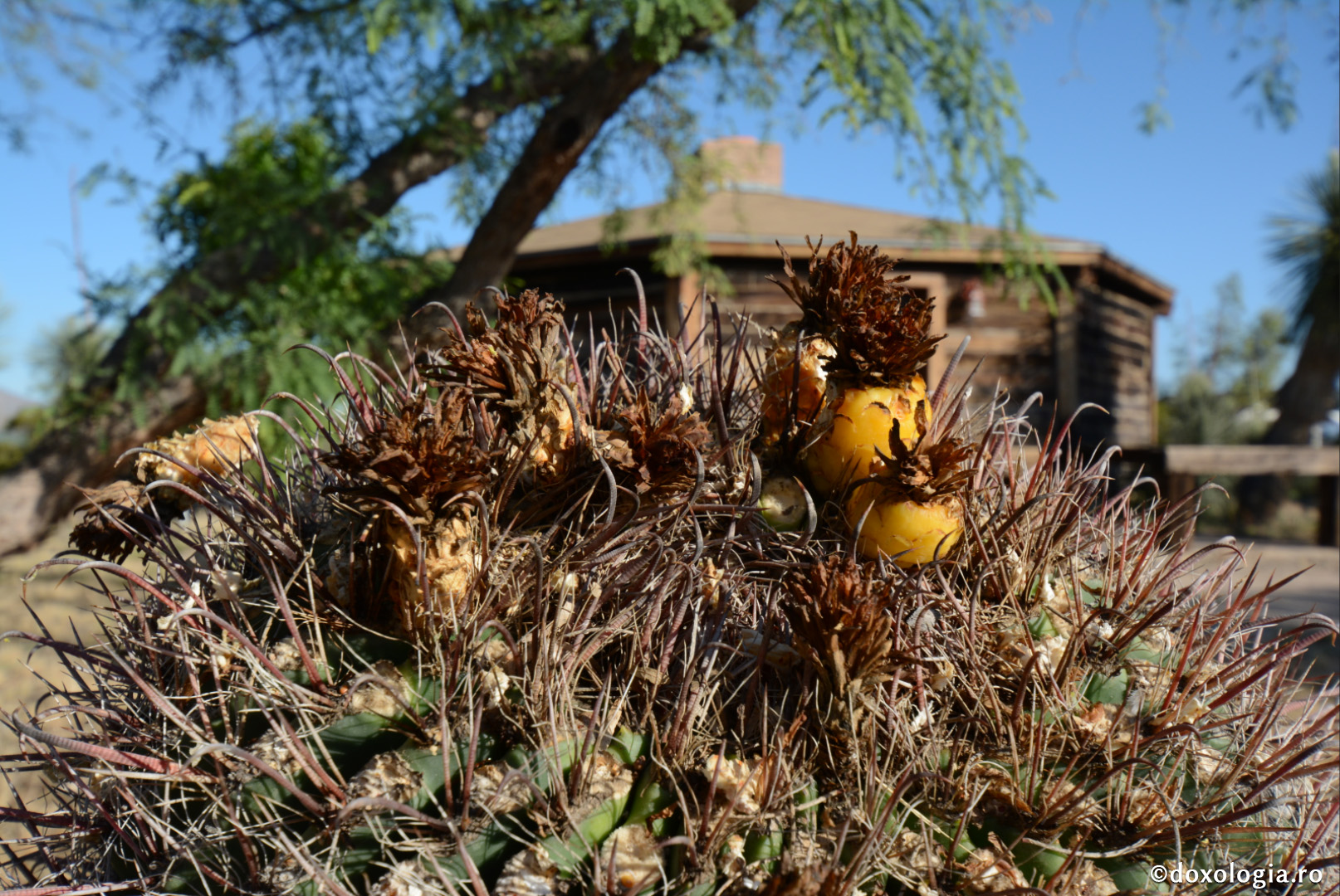 Răbdător este acela care își poate ascunde nefericirea sa