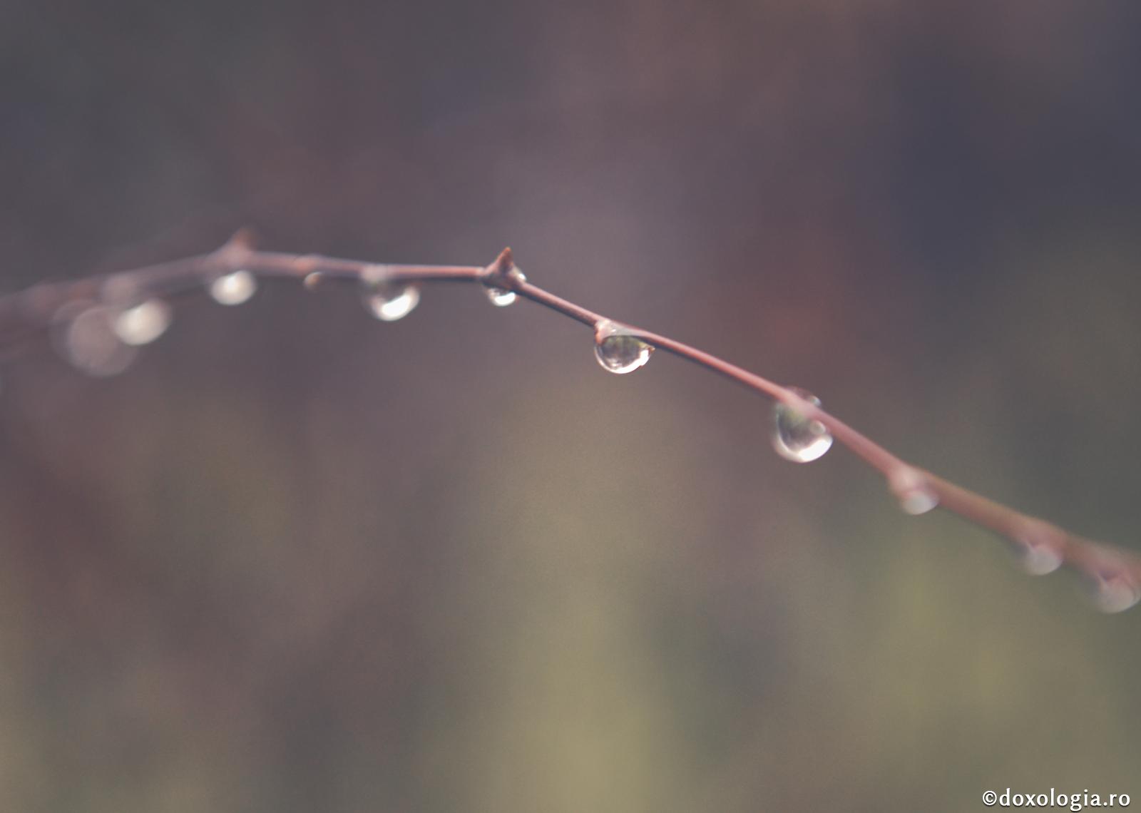 De ce are nevoie inima mea?