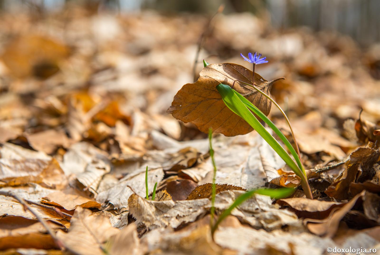 Întoarcere din cealaltă viaţă