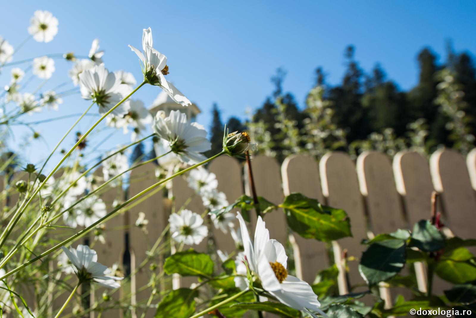 Dragostea acoperă mulțime de păcate